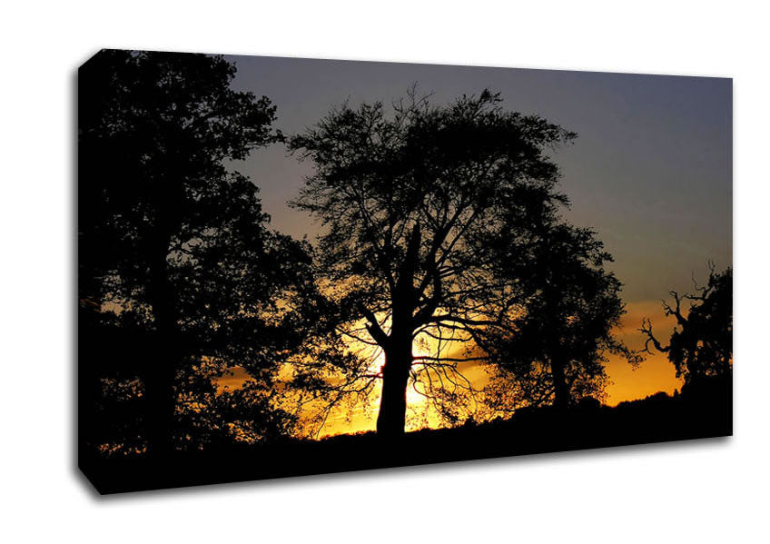 Morning Sun Trees Canvas Wall Art