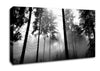 Mist Of The Woodland B n W Canvas Wall Art