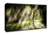 Mid Day Sun Through The Trees Canvas Wall Art