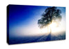 Misty Tree At Sunrise Canvas Wall Art