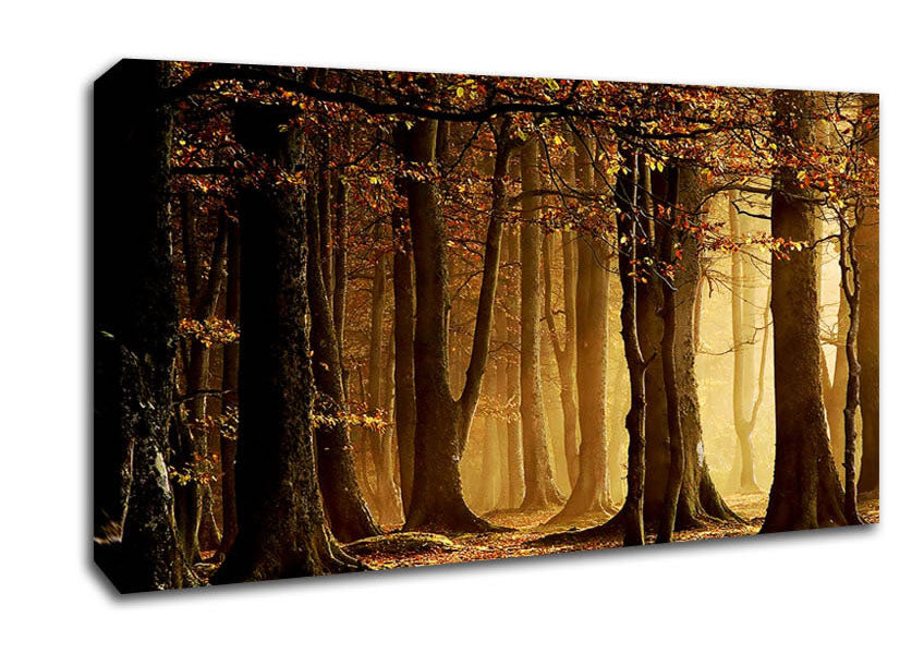 Land Of Trees Canvas Wall Art