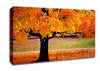 Orange Autumn Tree Canvas Wall Art
