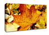 Autumn Leaves On The Ground Canvas Wall Art
