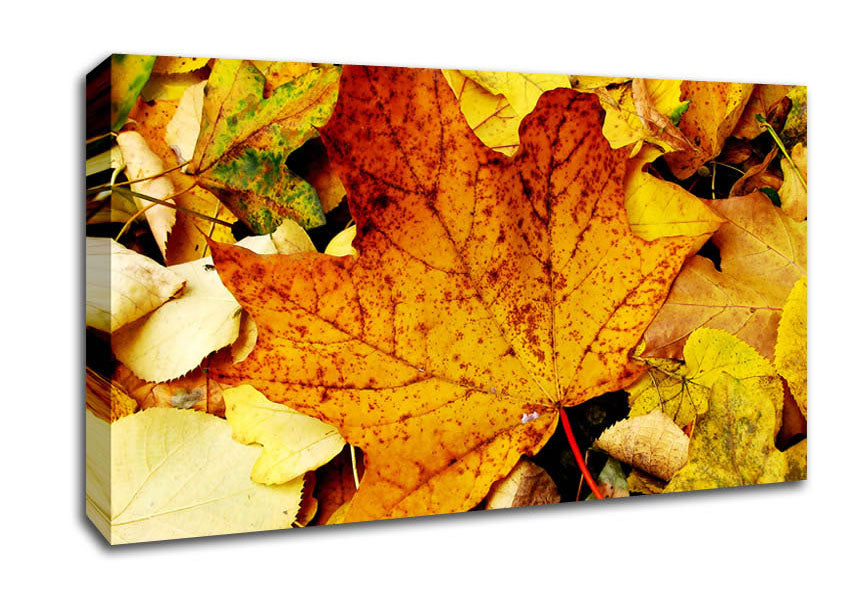 Autumn Leaves On The Ground Canvas Wall Art