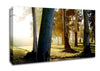 Morning Sunbeam Trees Canvas Wall Art
