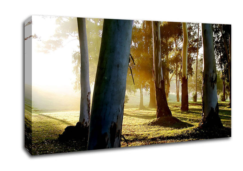 Morning Sunbeam Trees Canvas Wall Art