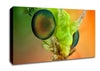 Macro Eyes Canvas Wall Art