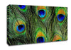 Peacock Feathers Canvas Wall Art
