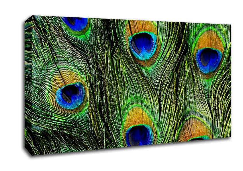 Peacock Feathers Canvas Wall Art