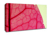 Pink Leave Beauty Canvas Wall Art