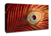 Peacock Feather 06 Canvas Wall Art