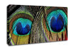 Peacock Feather Duo Canvas Wall Art