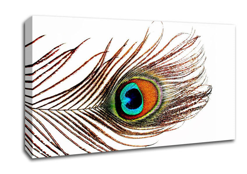 Peacock Feather Canvas Wall Art