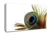 Peacock Feather Close-Up Canvas Wall Art