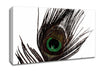 Peacock Eye Feather Canvas Wall Art