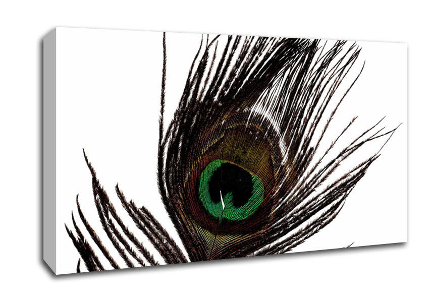 Peacock Eye Feather Canvas Wall Art