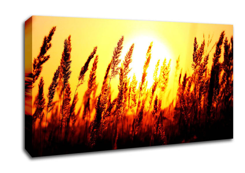 Beautiful Sun Rise Reeds Canvas Wall Art