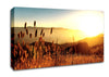 Late Summer Field Canvas Wall Art