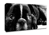 Black French Bulldog Puppy Canvas Wall Art