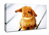 Bunny Rabbit Ears Canvas Wall Art