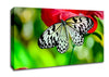 Butterfly Flower Canvas Wall Art