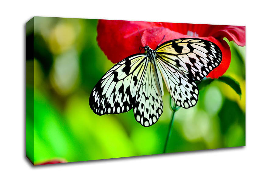 Butterfly Flower Canvas Wall Art