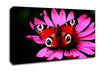 Butterfly Infusion Canvas Wall Art