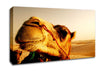 Camel Smile Canvas Wall Art