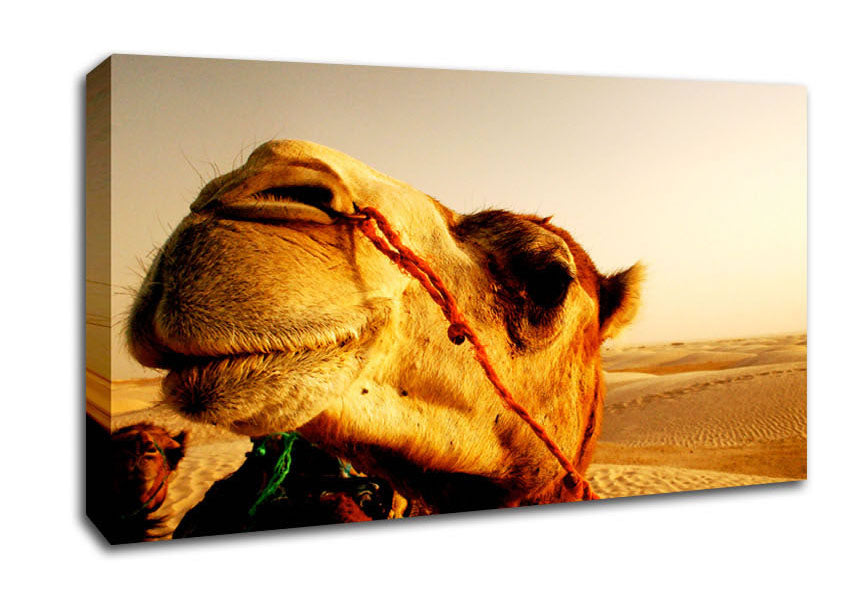Camel Smile Canvas Wall Art