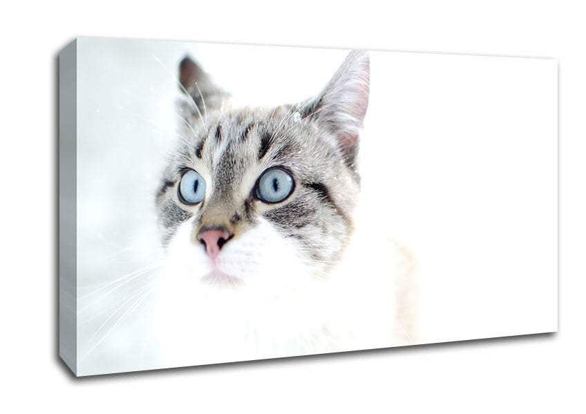 Cat Snow Canvas Wall Art