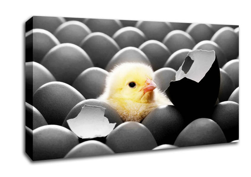 Chick Hatching Canvas Wall Art