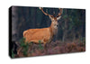 Deer 2 Canvas Wall Art