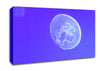 Horniman Jellyfish Canvas Wall Art