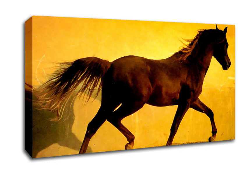 Horse In Golden Sunlight Canvas Wall Art