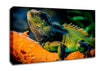 Iguana Canvas Wall Art