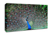 Indian Peafowl Canvas Wall Art