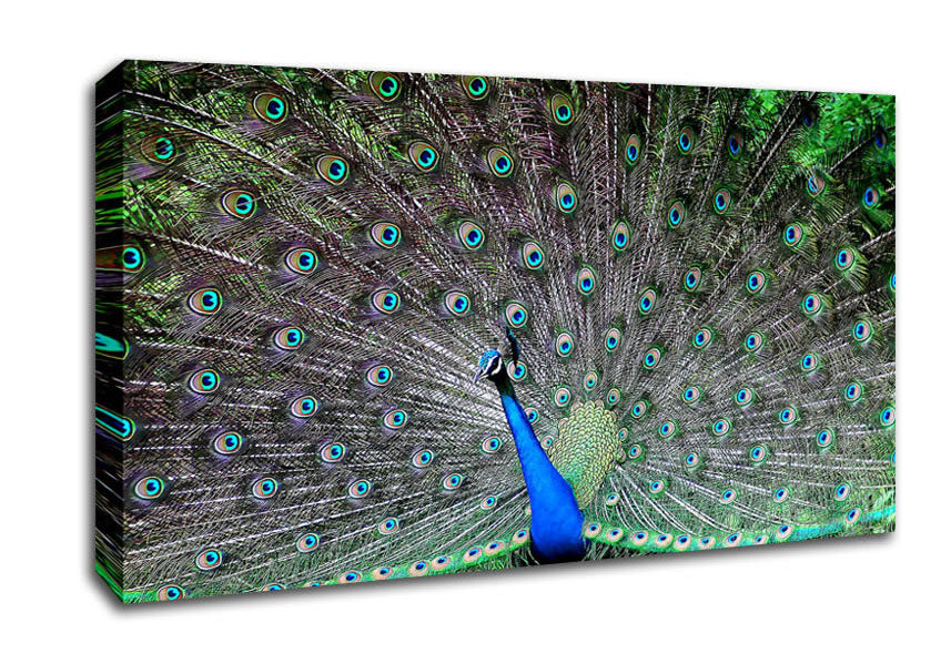 Indian Peafowl Canvas Wall Art