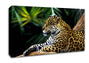 Jaguar In The Amazon Rainforest Canvas Wall Art