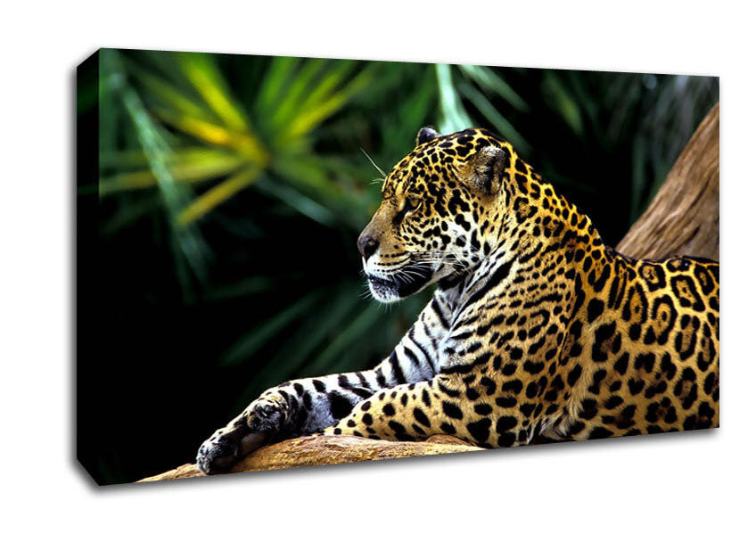 Jaguar In The Amazon Rainforest Canvas Wall Art