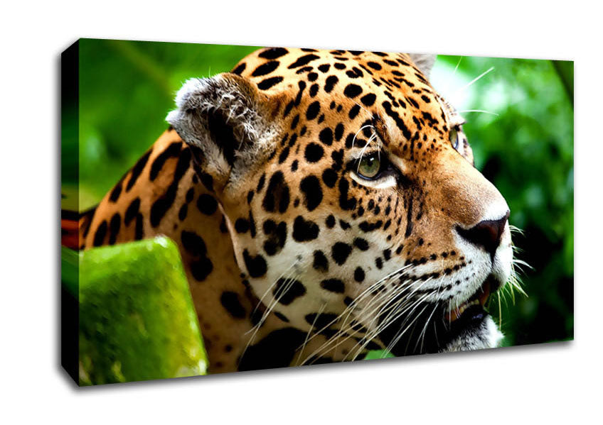Jaguar The Big Cat Canvas Wall Art