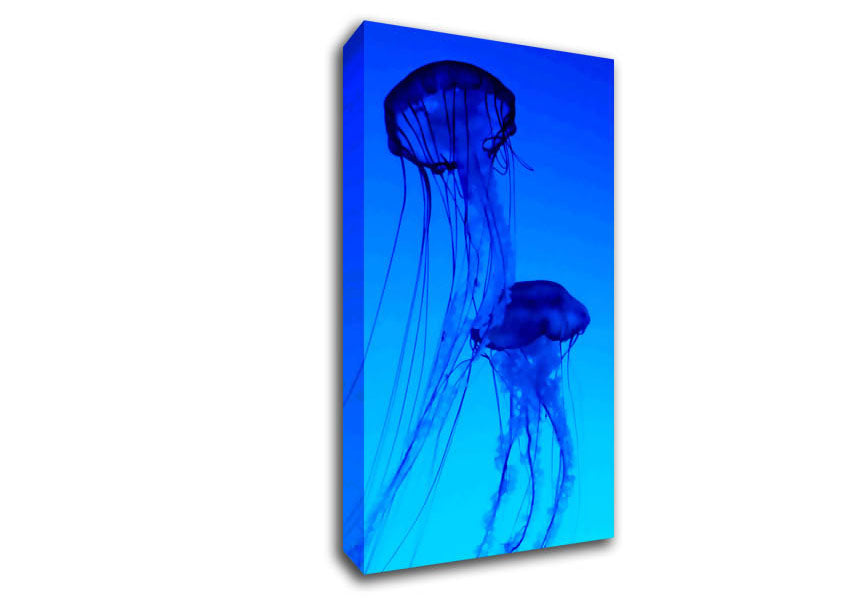 Jellyfish Duo Canvas Wall Art
