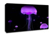 Jellyfish Lights Up The Ocean Canvas Wall Art