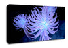 Jellyfish Looks Canvas Wall Art