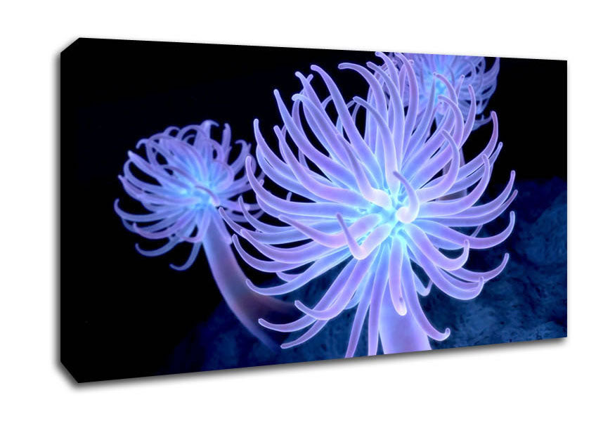 Jellyfish Looks Canvas Wall Art