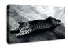 Kitten Dream Canvas Wall Art