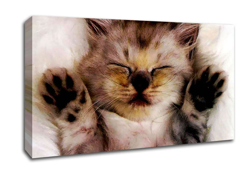 Kitten Love Canvas Wall Art