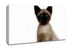 Kitten Mischief Canvas Wall Art