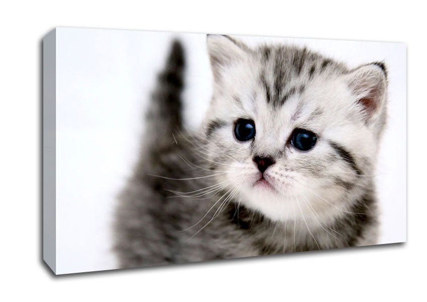 Kitty Cat Canvas Wall Art