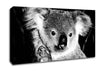 Koala Bear Canvas Wall Art