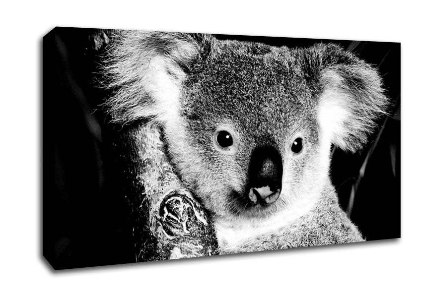 Koala Bear Canvas Wall Art